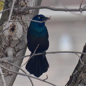 Common Grackle