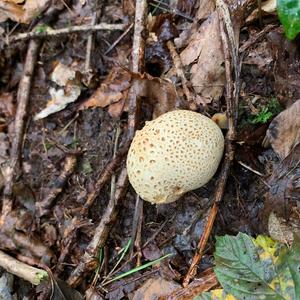 Pigskin Poison Puffball