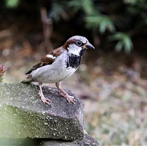 House Sparrow