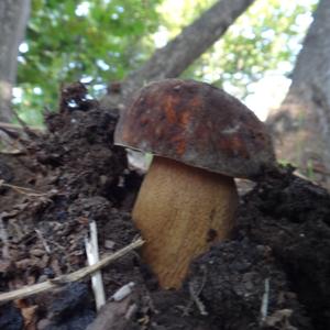 King Bolete