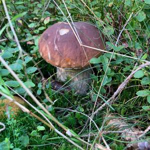 King Bolete