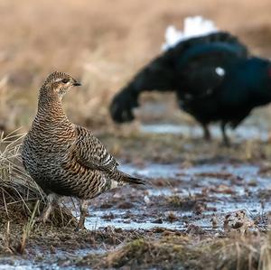 Black Grouse