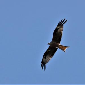 Red Kite