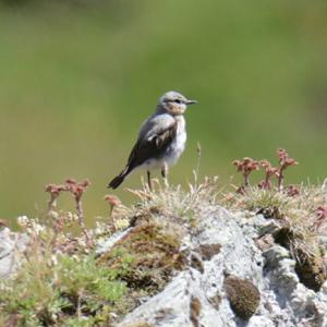 Northern Wheatear