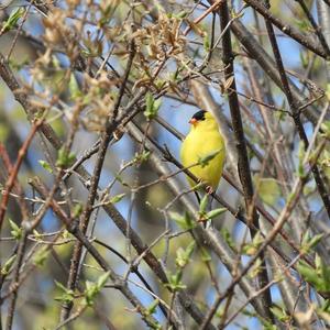 American Goldfinch