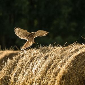 Common Kestrel