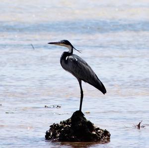 Black-headed Heron