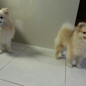 Pomeranian