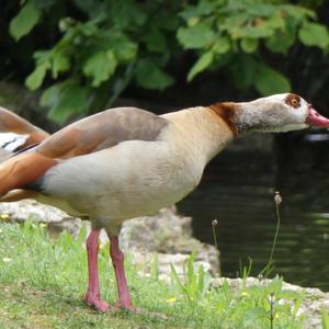 Egyptian Goose