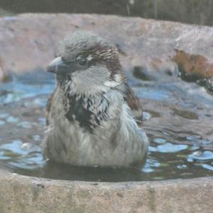 House Sparrow