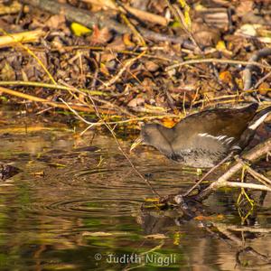 Common Moorhen