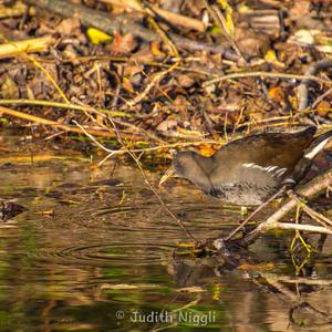 Common Moorhen