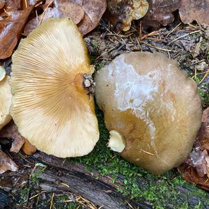 Late Fall Oyster