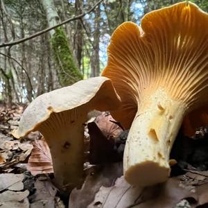 Chanterelle, Common