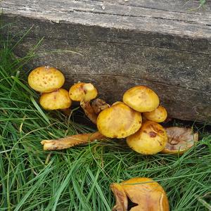 Golden Pholiota