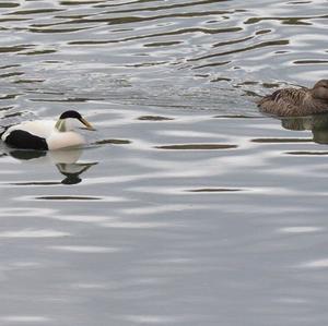 Common Eider