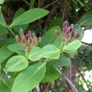 Garden Honeysuckle