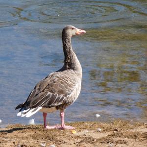 Greylag Goose