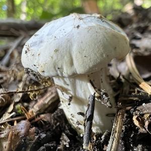 St George`s Mushroom