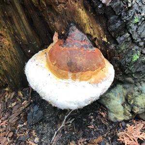 Resinous Polypore