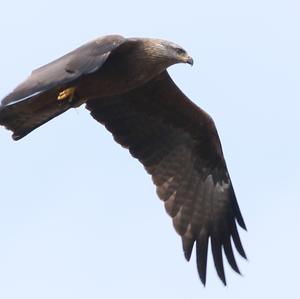 Black Kite