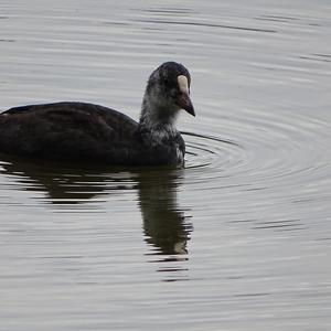 Bläßhuhn