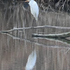 Great Egret