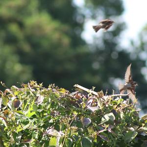 House Sparrow