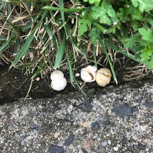 Mosaic Puffball