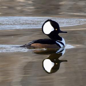 Hooded Merganser