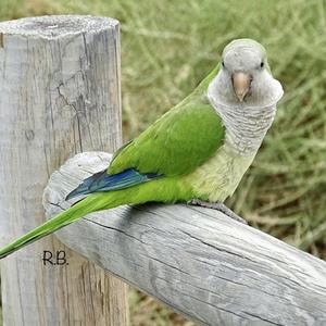 Monk Parakeet