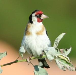 European Goldfinch