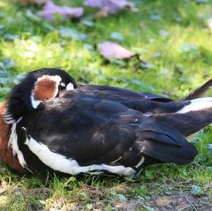 Red-breasted Goose