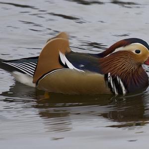 Mandarin Duck