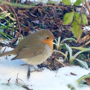 European Robin