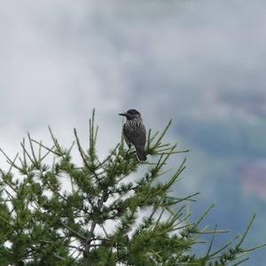 Spotted Nutcracker