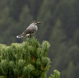 Spotted Nutcracker