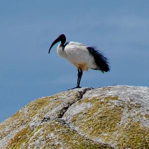 African Sacred Ibis