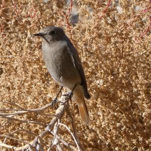 Black Redstart