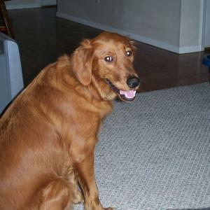 Retriever (Golden)