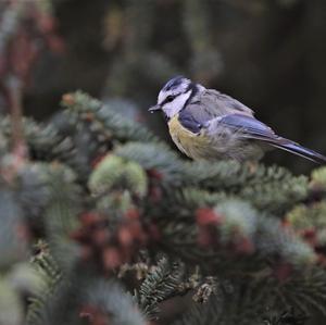 Blue Tit