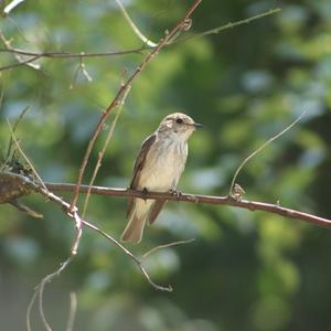 Spotted Flycatcher