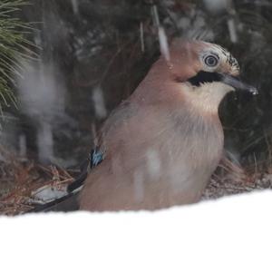 Eurasian Jay