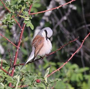 Great Grey Shrike