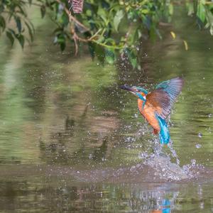 Eisvogel