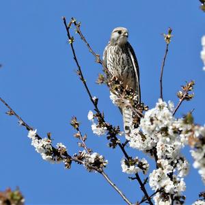 Common Kestrel