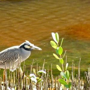 Yellow-crowned Night-heron