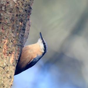 Wood Nuthatch