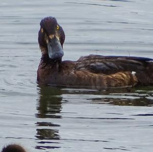 Red-crested Pochard