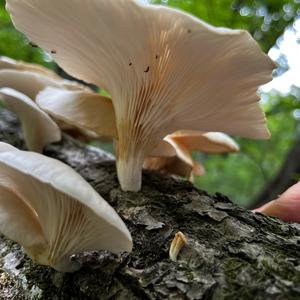 Oyster Mushroom